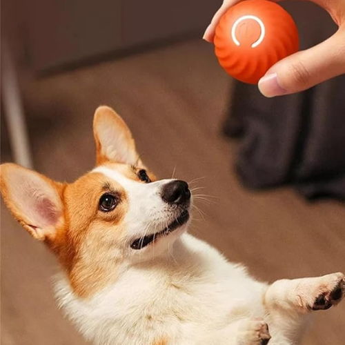 Smart Bouncing Dog Ball