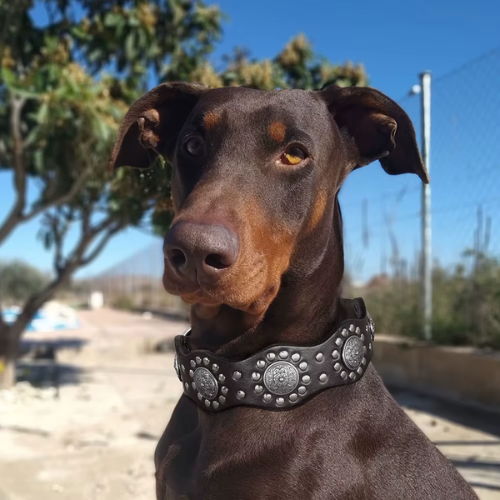 Regal Crest Collar