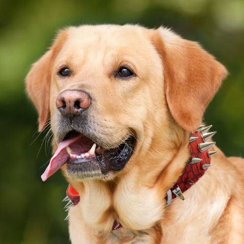 Rivet Guard Collar