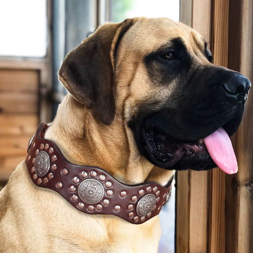 Regal Crest Collar