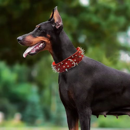 Rivet Guard Collar